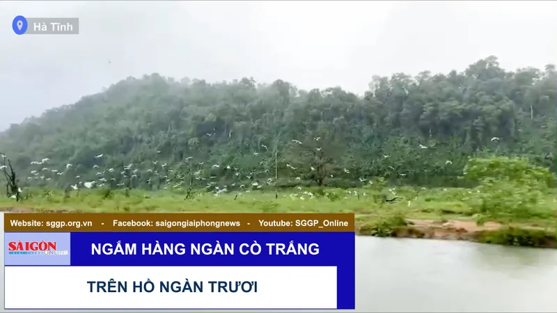 Ngắm hàng ngàn cò trắng trên hồ Ngàn Trươi