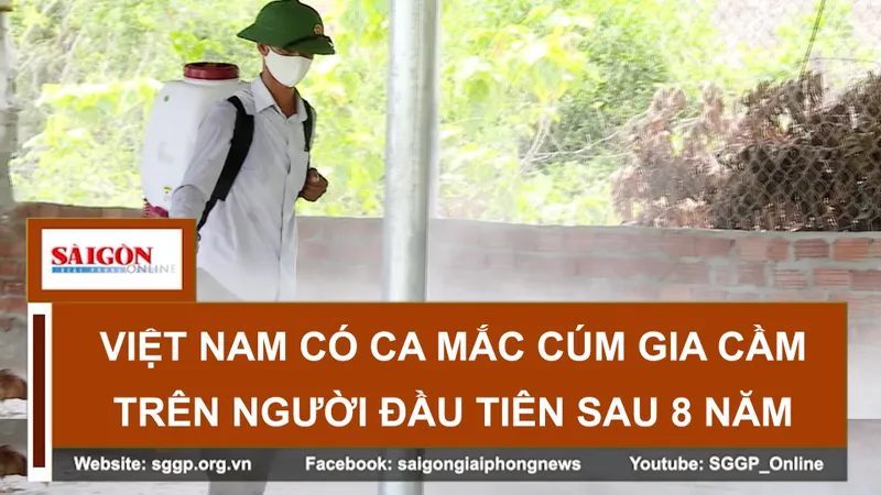 Việt Nam có ca mắc cúm gia cầm trên người đầu tiên sau 8 năm