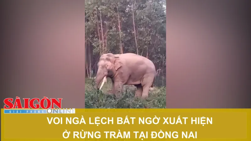 Voi ngà lệch bất ngờ xuất hiện ở rừng tràm tại Đồng Nai