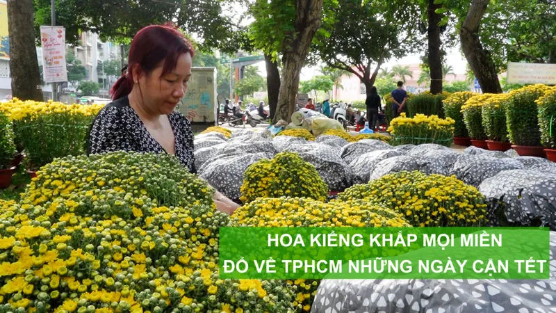 Hoa kiểng khắp mọi miền đổ về TPHCM những ngày cận tết