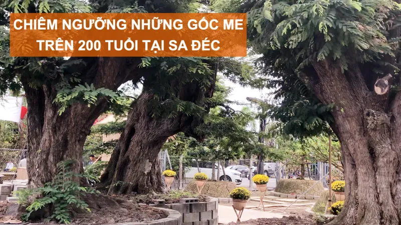 Chiêm ngưỡng những gốc me trên 200 tuổi tại Sa Đéc