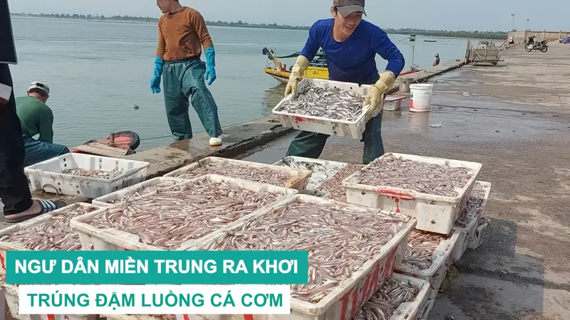 Ngư dân miền Trung ra khơi trúng đậm luồng cá cơm