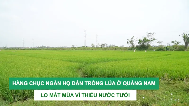 Hàng chục ngàn hộ dân trồng lúa ở Quảng Nam lo mất mùa vì thiếu nước tưới