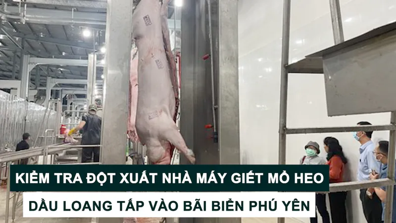 Tin nóng: Kiểm tra đột xuất nhà máy giết mổ heo; Dầu loang tấp vào bãi biển Phú Yên
