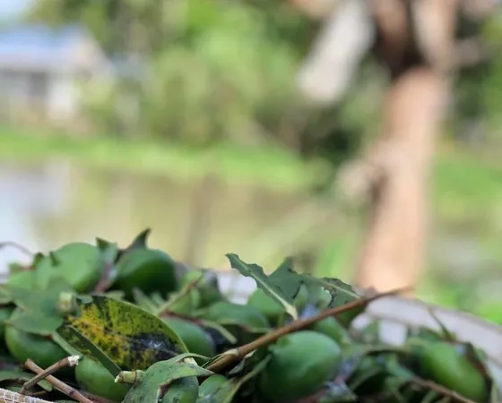 Chua chát vị bần