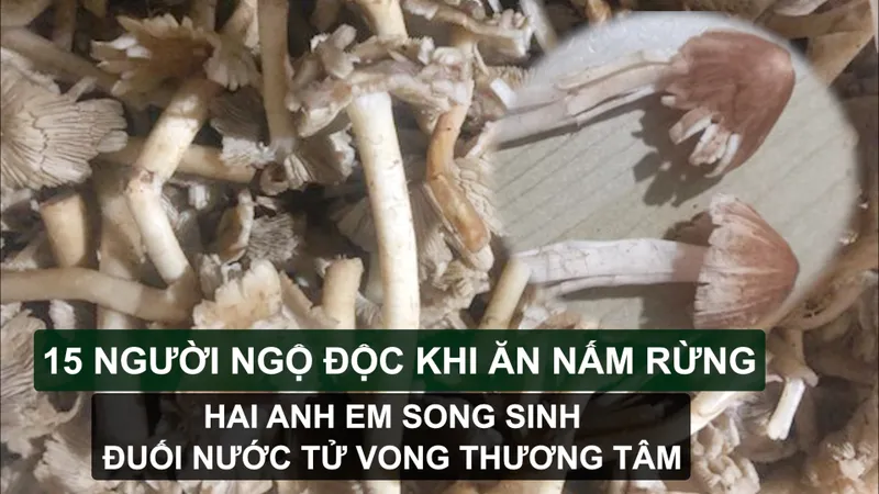 Tin nóng: 15 người ngộ độc khi ăn nấm rừng; Hai anh em song sinh đuối nước tử vong thương tâm