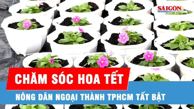 TPHCM: Nông dân ngoại thành tất bật chăm sóc hoa Tết