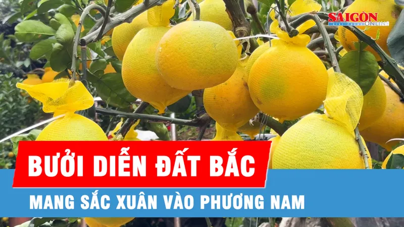 Bưởi Diễn Hưng Yên vào Nam đón Tết sớm
