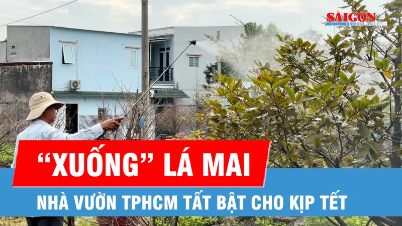 Nhà vườn TPHCM tất bật xuống lá mai cho kịp tết