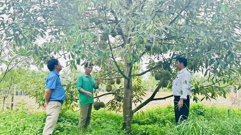 Xã Phước Thành tổ chức lại sản xuất gắn với mã số vùng trồng và nhu cầu thị trường