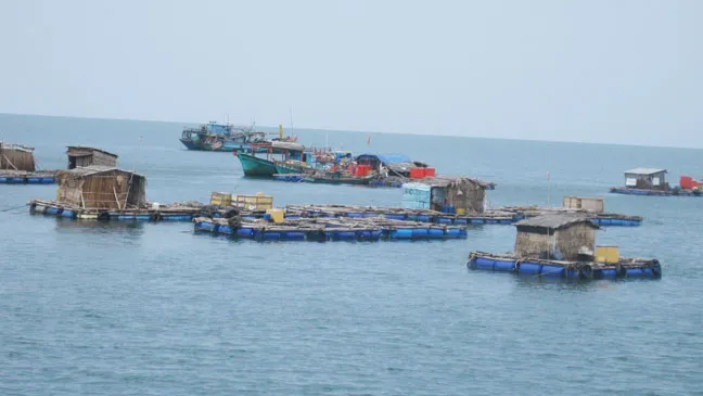 Phát triển nuôi cá biển công nghiệp ở Kiên Giang