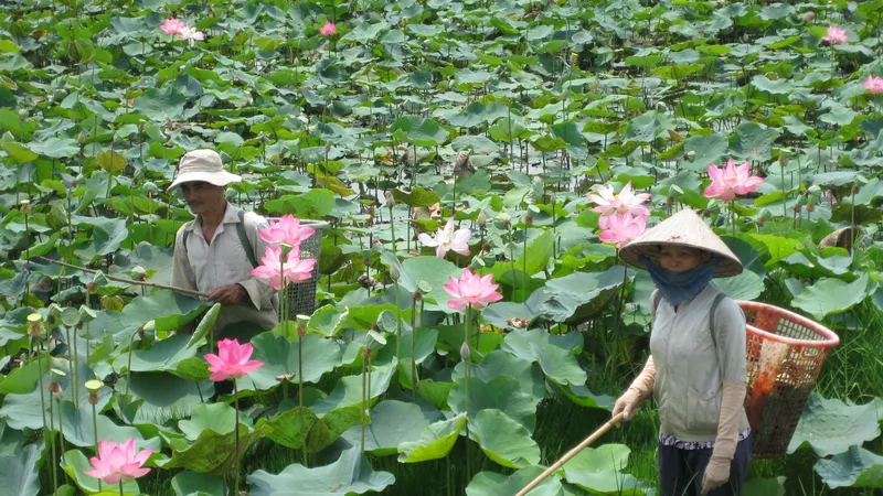 Sen vốn là niềm tự hào của Đồng Tháp