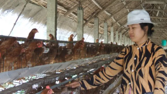 Báo động thực phẩm chăn nuôi, thuốc thú y kém chất lượng