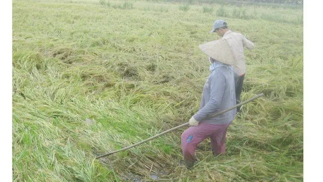 Hàng chục ngàn ha lúa bị ngã đổ sau bão số 16