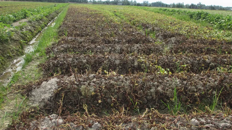 Kẻ xấu phun thuốc khiến nhiều ruộng khoai của nông dân bị thiệt hại