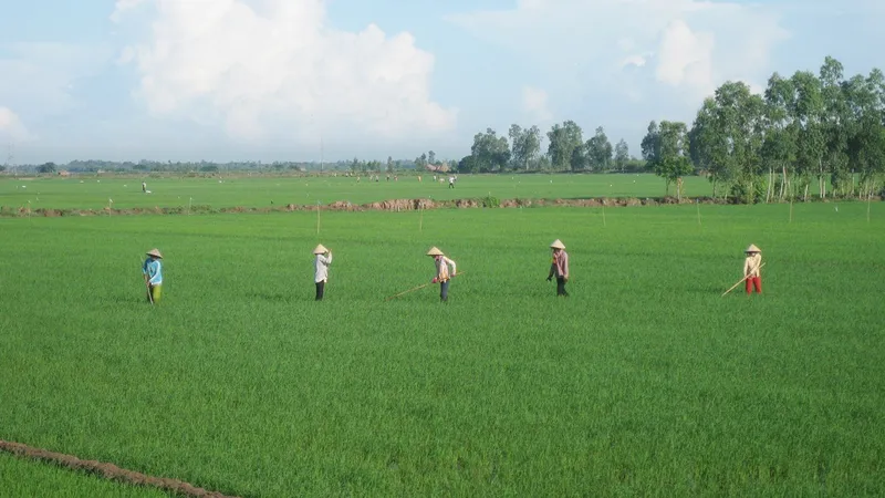 ĐBSCL: Hơn 30.700 ha lúa bị nhiễm bệnh muỗi hành