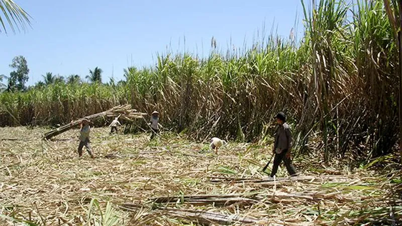Nông dân ĐBSCL ào ạt phá bỏ ruộng mía