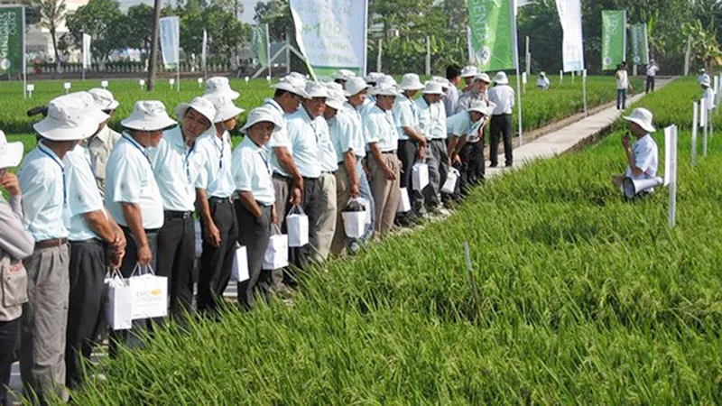 Xây dựng 30.000ha “cánh đồng lớn” gắn với nông dân