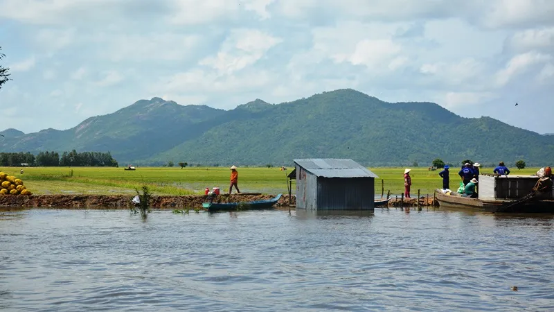 Hàng ngàn ha lúa thu đông ngoài đê bao ở An Giang bị lũ uy hiếp 