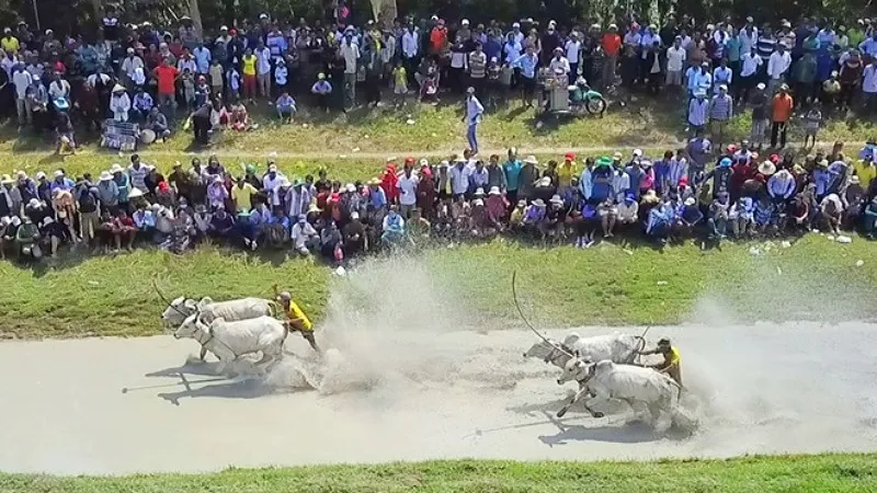 Hàng chục ngàn người xem đua bò Bảy Núi