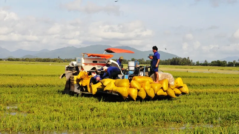 Lũ năm 2018 làm mất trắng khoảng 2.000ha lúa của nông dân ĐBSC