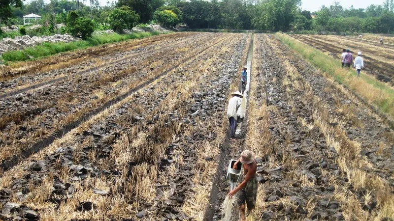 Chuyển đổi 126.333ha đất lúa kém hiệu quả trong năm 2019