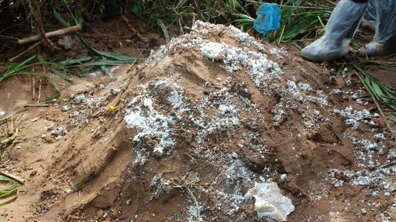 Ngành chức năng Cần Thơ chôn heo chết gần khu dân cư làm người dân lo lắng