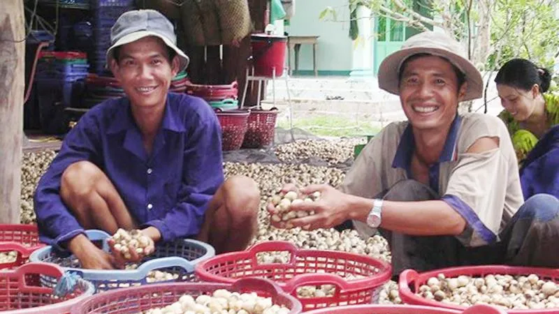 Trồng nấm rơm là thế mạnh ở vùng ĐBSCL 