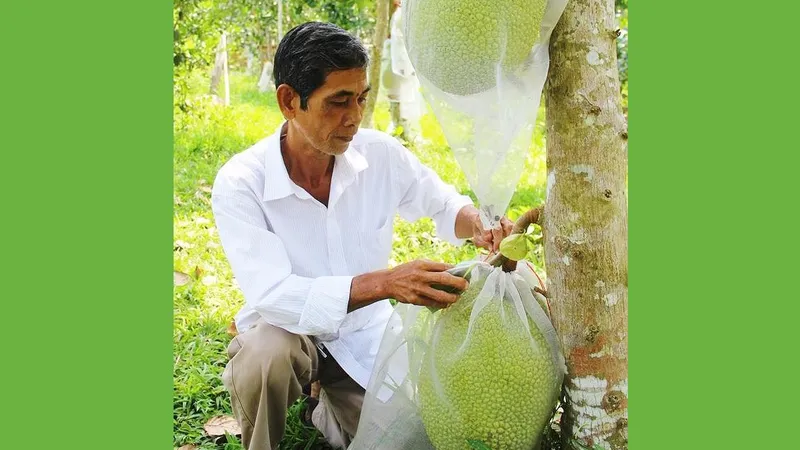 Cảnh báo việc ùn ùn trồng mít Thái xuất sang Trung Quốc