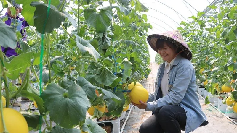 ĐBSCL: Chuyển hướng sản xuất theo kinh tế nông nghiệp