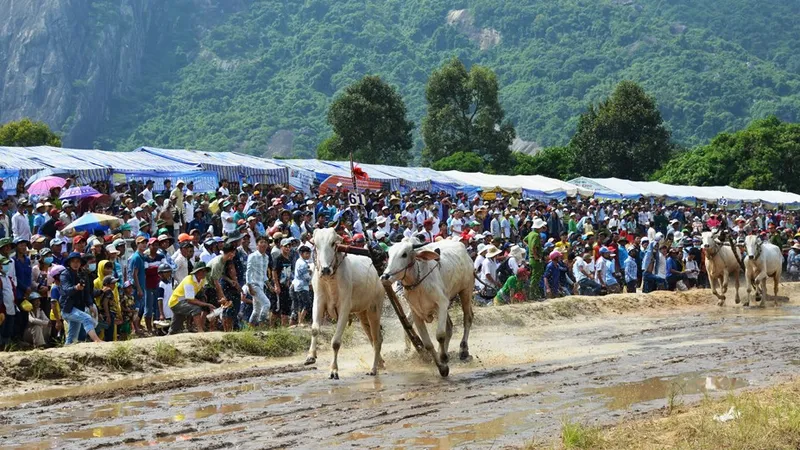 Hàng chục ngàn người xem đua bò Bảy Núi An Giang 2019