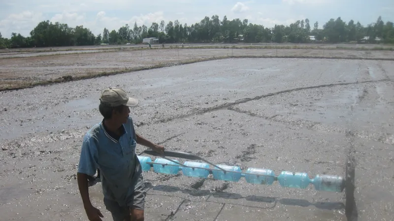 Lúa đông xuân 2019- 2020, dự kiến giảm 55.486 ha để né hạn mặn