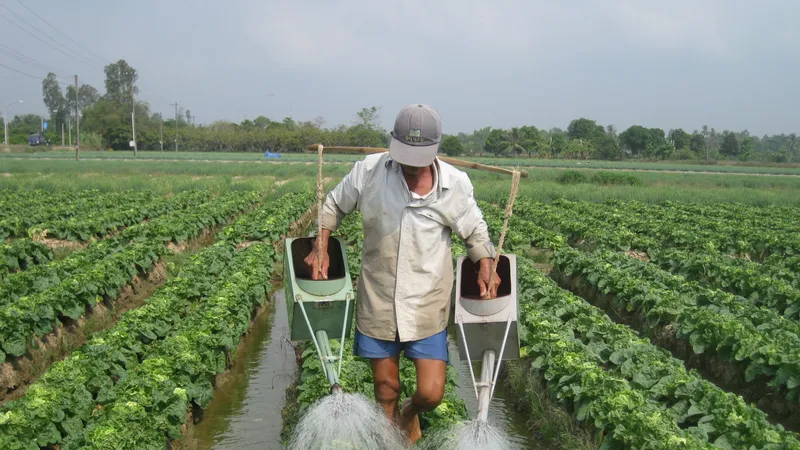 Chuyển đổi cây trồng trên đất lúa mang lại hiệu quả kinh tế cao 