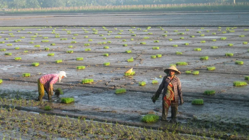 Cuối tháng 11-2019, xuống giống xong 1,2 triệu ha lúa đông xuân để né hạn mặn
