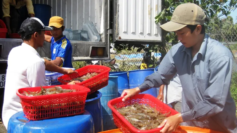 Giá tôm ĐBSCL giảm mạnh