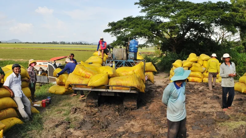  Sản lượng lúa đông xuân ở ĐBSCL đạt hơn 10,7 triệu tấn