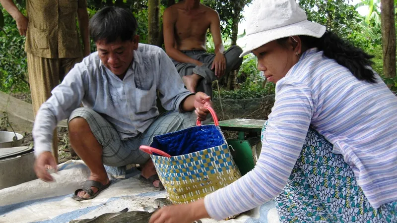 Cá lóc nuôi ở Trà Vinh bị thiệt hại tràn lan do nước mặn tấn công 