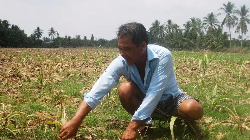 Nông dân ĐBSCL phá bỏ hàng ngàn héc-ta ruộng mía 
