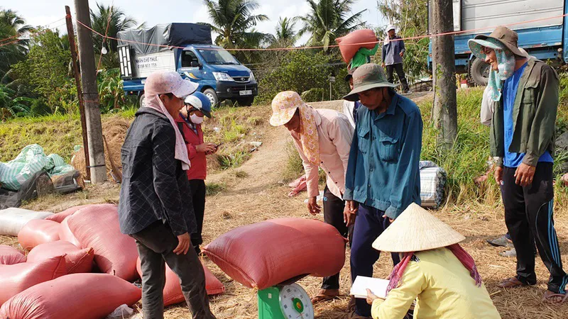 Giá lúa ở ĐBSCL giảm nhẹ do doanh nghiệp hạn chế thu mua