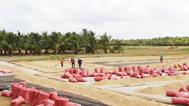 Sản lượng lúa hè thu ở Nam bộ tăng cao, đạt hơn 9,1 triệu tấn 