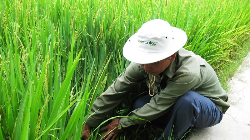 Nhiều loại sâu bệnh gây hại cho lúa hè thu ở ĐBSCL