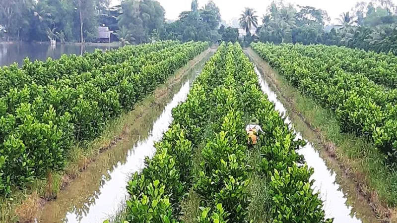Phát triển thêm 450.000ha trái cây và thủy sản ở ĐBSCL đến năm 2030