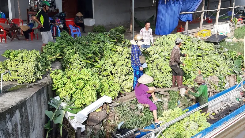 ĐBSCL: Giá chuối tăng
