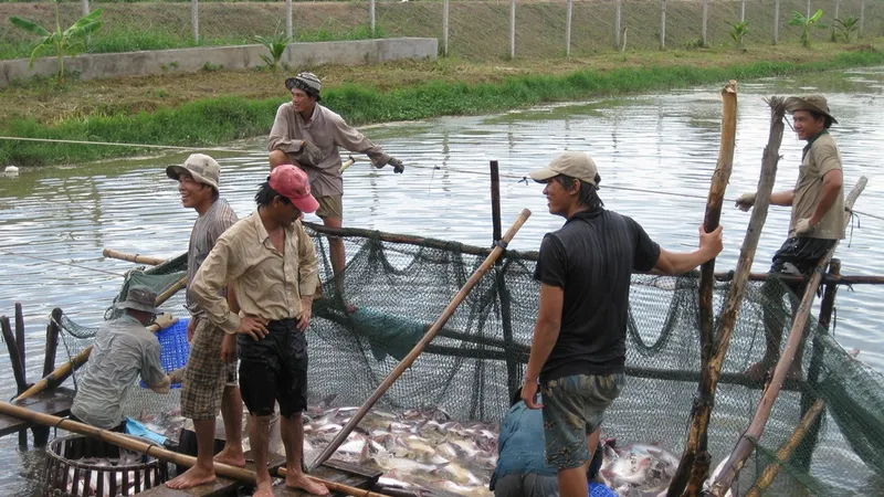 Nhiều hộ thua lỗ cá tra đã chuyển sang nuôi cá trê, cá lóc