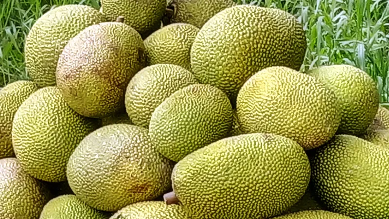 Mít Thái ở ĐBSCL tăng lên 50.000 - 60.000 đồng/kg 