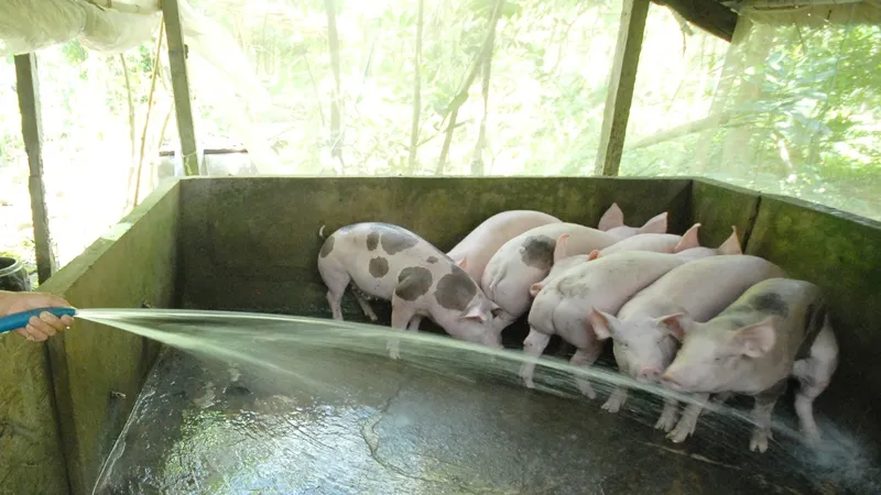 Các ngành chức năng tăng cường kiểm tra, bảo vệ đàn heo, không để phát sinh dịch bệnh 