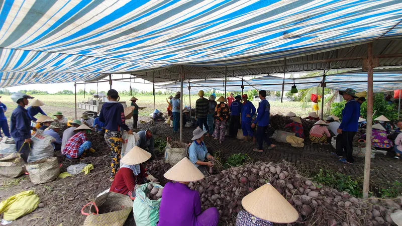  ĐBSCL: Khoai lang xuất khẩu vừa tăng đã rớt giá trở lại 
