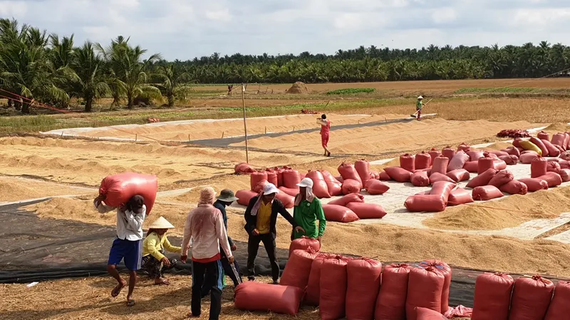 Xuống giống sớm 400.000 ha lúa đông xuân 2021-2022 trong tháng 10 