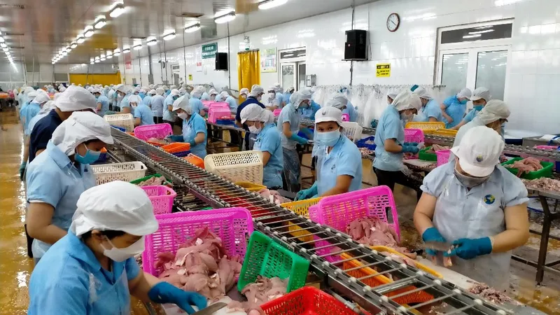 Tăng tốc xuất khẩu cá tra ngay đầu năm 2022