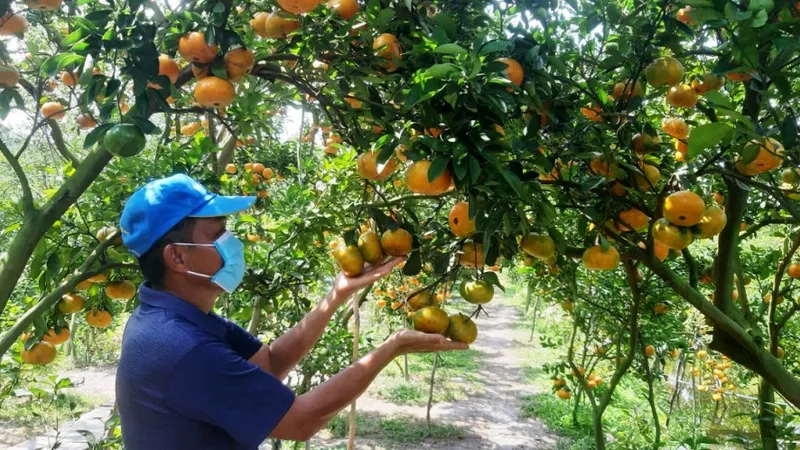 Toàn huyện Lai Vung có khoảng 120ha quýt hồng đang cho trái, với sản lượng khoảng 2.500 tấn, phục vụ thị trường tết 2022
